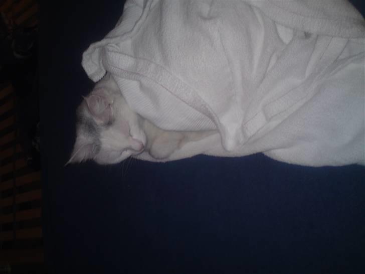 Huskat Mille billede 3