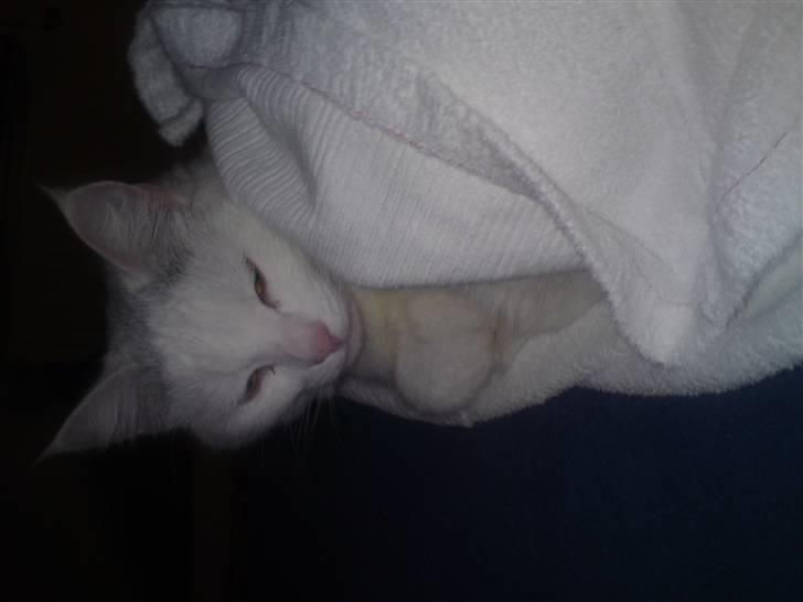 Huskat Mille billede 4