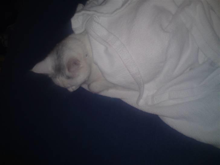 Huskat Mille billede 5