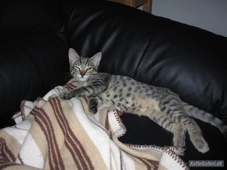 Huskat Felix billede 10