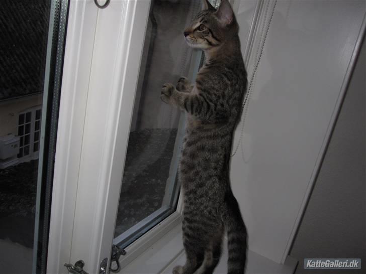 Huskat Felix billede 9