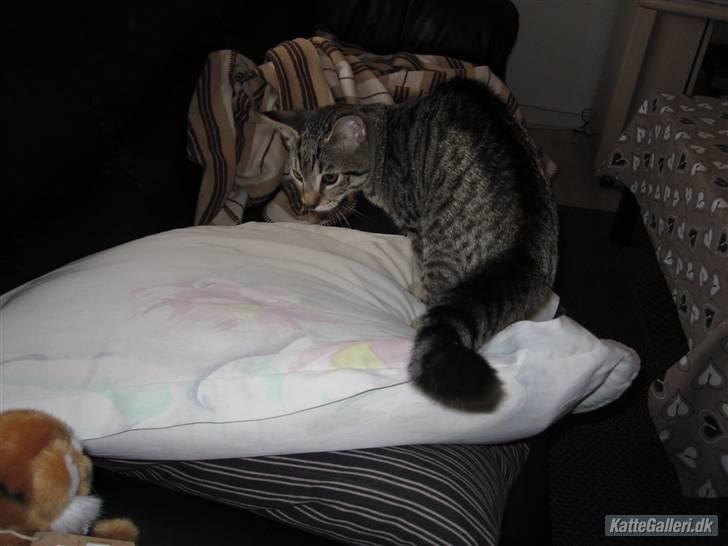 Huskat Felix billede 8