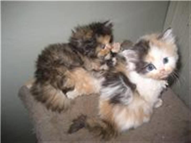 Blanding af racer Mini miv. (er drægtig) billede 8