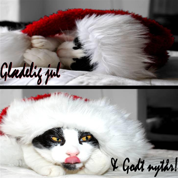 Blanding af racer Magnus (Shitface) billede 9