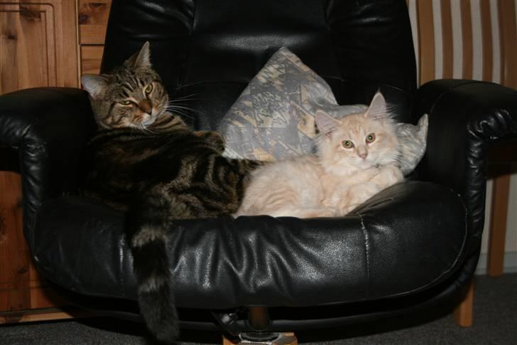 Maine Coon Pink Panther billede 4