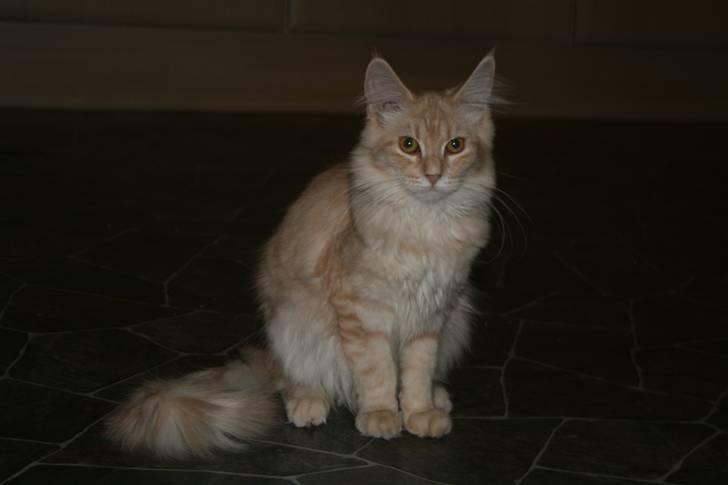Maine Coon Pink Panther billede 6