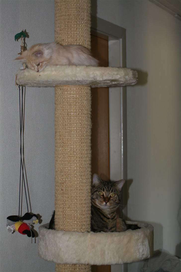 Maine Coon Pink Panther billede 7