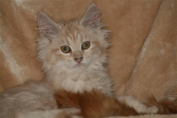 Maine Coon Pink Panther billede 10