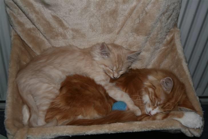 Maine Coon Pink Panther billede 11