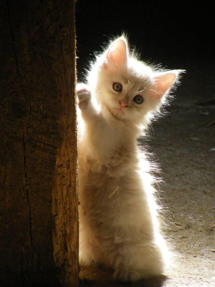 Maine Coon Pink Panther billede 12