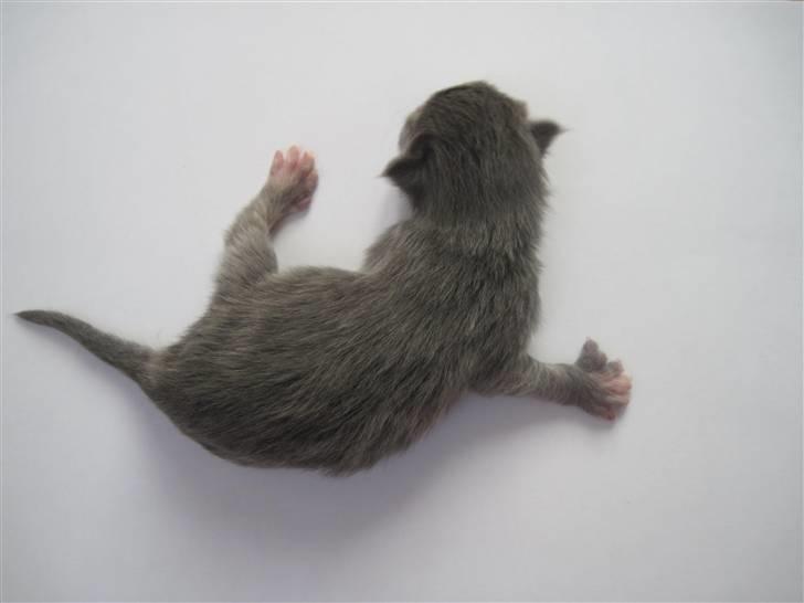 Maine Coon Alma billede 4