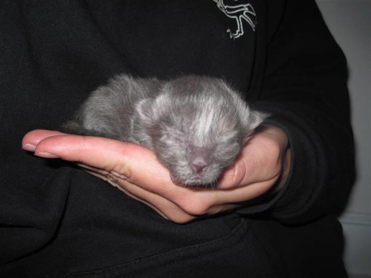 Maine Coon Alma billede 5