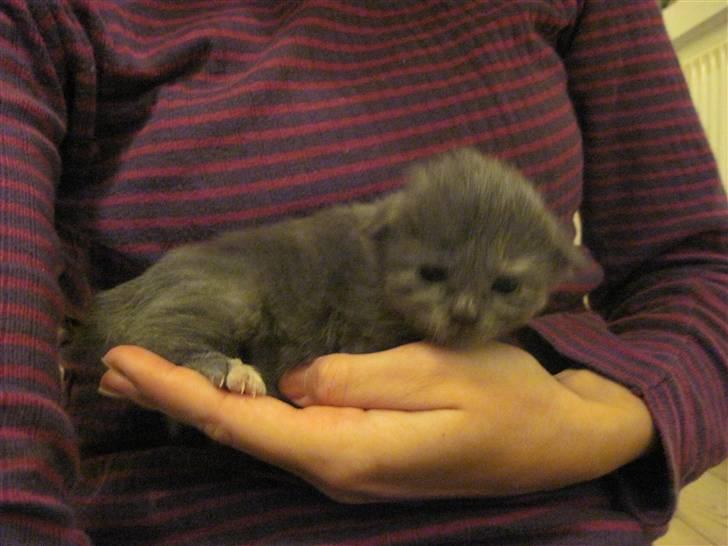 Maine Coon Alma billede 6