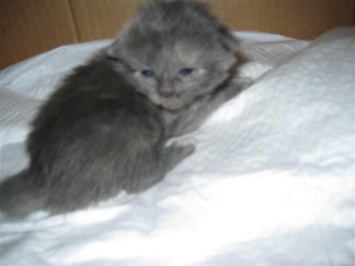 Maine Coon Alma billede 7