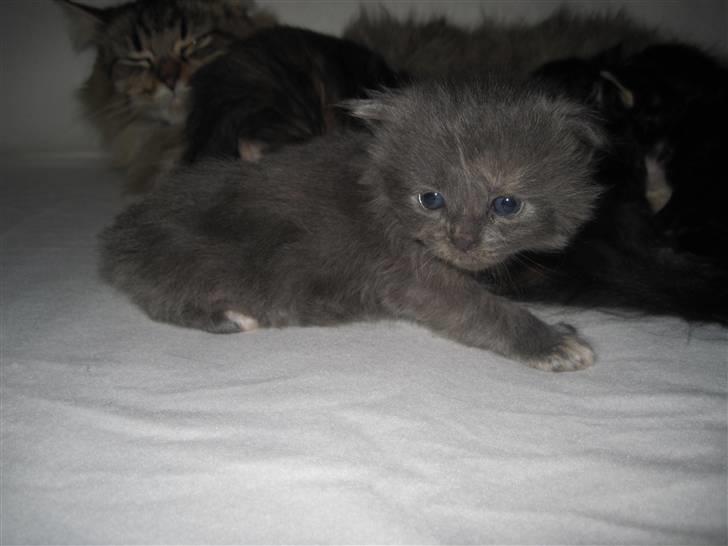 Maine Coon Alma billede 8