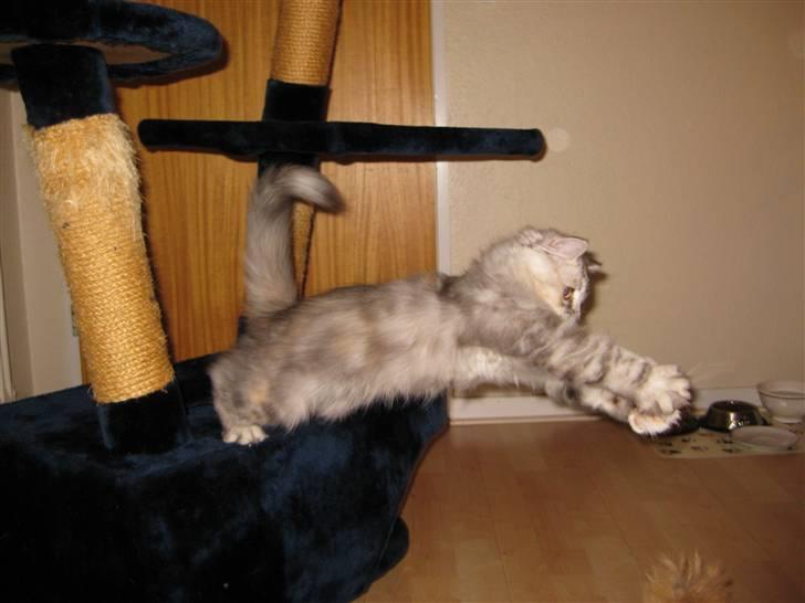 Blanding af racer Juicy - Jeg fanger den legemus.... billede 10