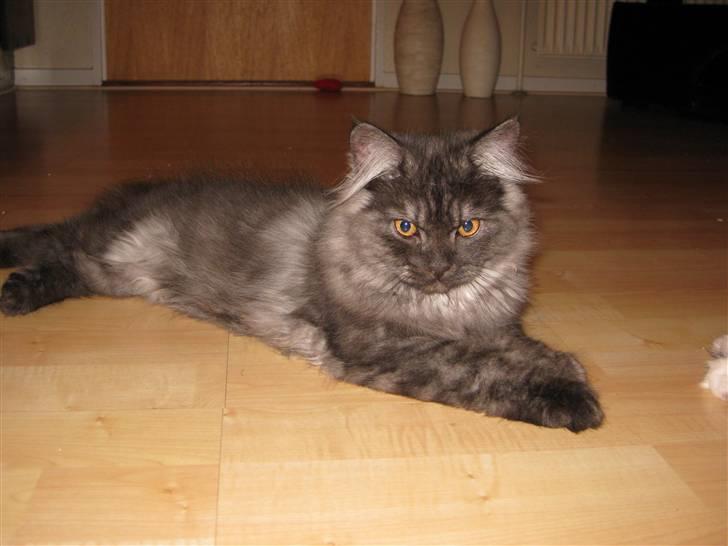 Blanding af racer Manze - smukke billede 7