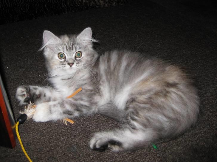 Blanding af racer Juicy billede 11