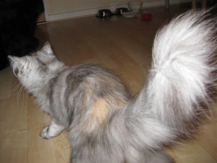 Blanding af racer Juicy - Sort sølv tortie  billede 12