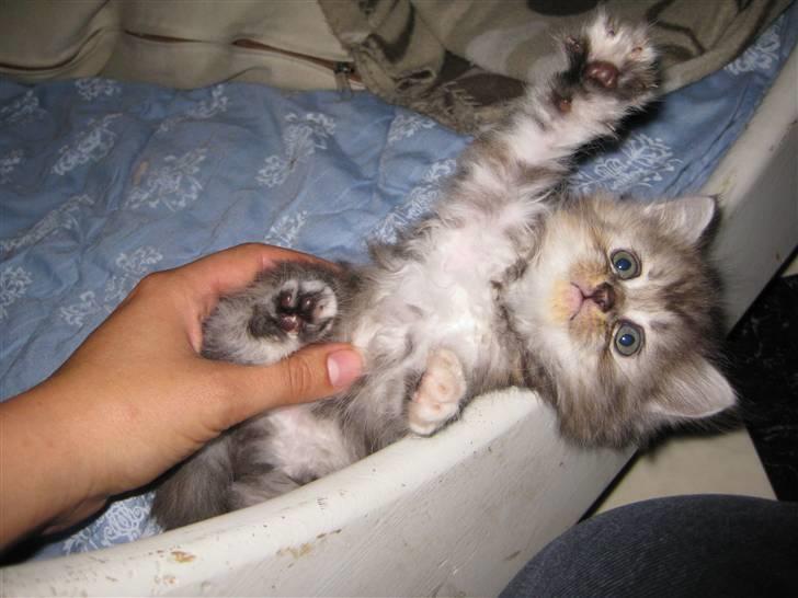 Blanding af racer Juicy - Var så sød at se på billede 13