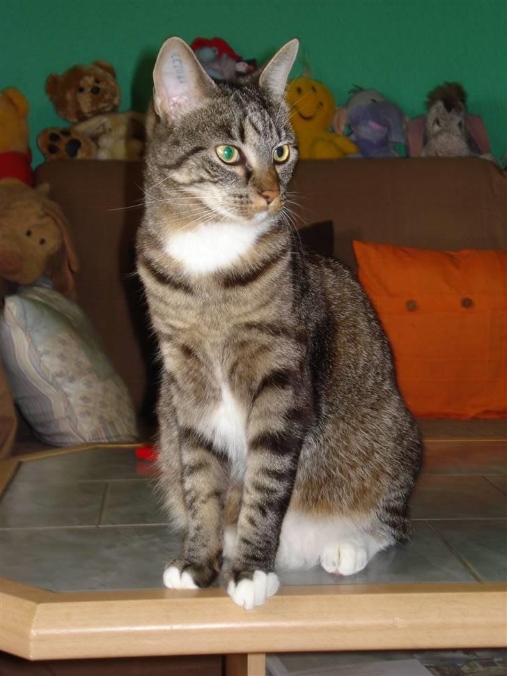 Huskat Freja - Er jeg ikke bare dejlig? billede 2