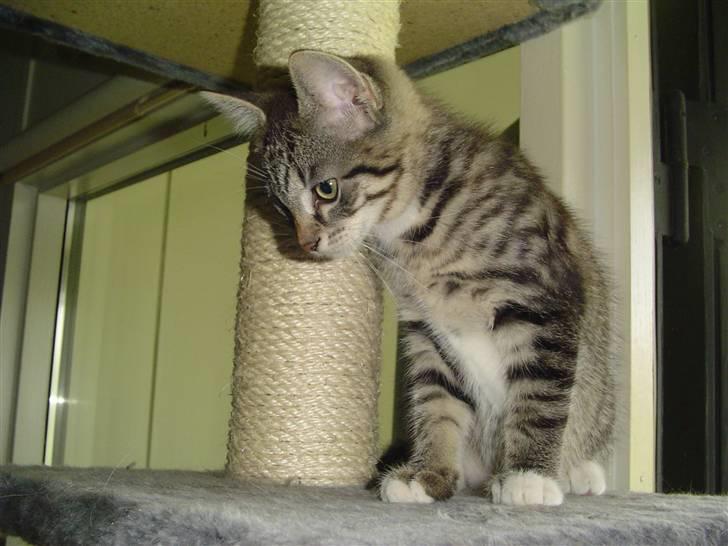 Huskat Freja - Lige kommet til mit nye hjem 12 uger gammel billede 5