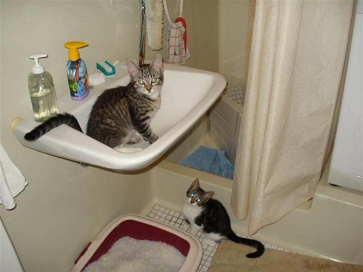 Huskat Freja - Elsker at ligge i håndvasken billede 6