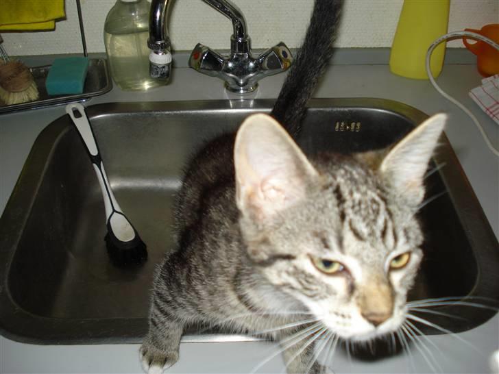 Huskat Freja - Køkkenvasken er også et af mine favoritsteder billede 7