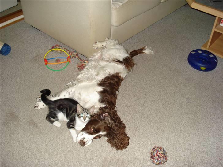 Huskat Freja - Min bedste veninde Lady billede 8