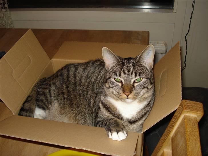 Huskat Freja - At lege med papkasser er også sjovt billede 9