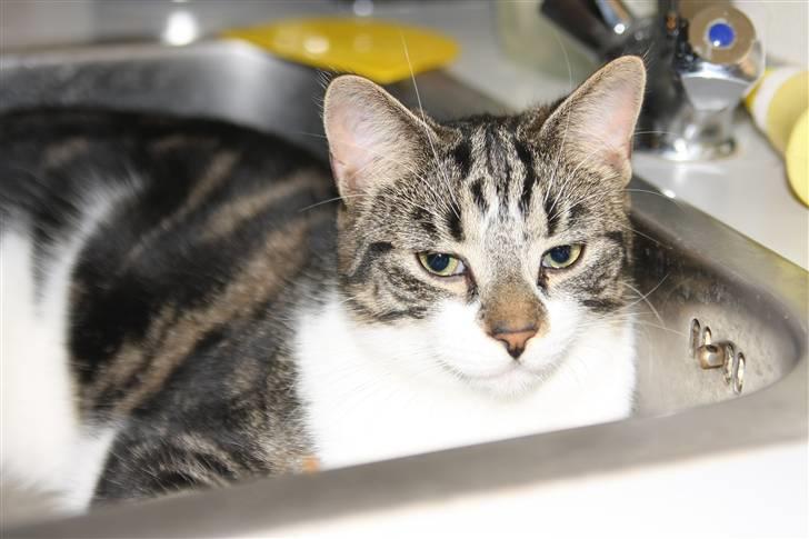 Huskat Freja - Atter i køkkenvasken billede 10