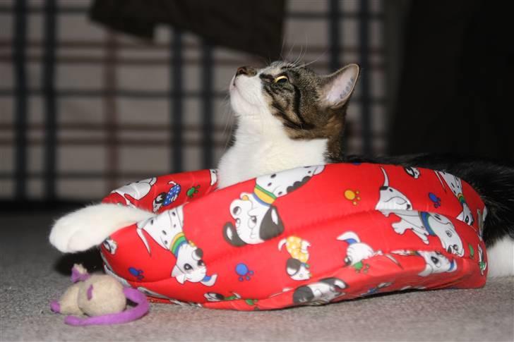 Huskat Freja - Sker der noget i loftet billede 3