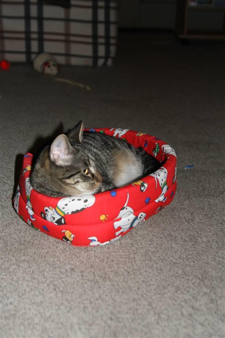 Huskat Freja - Har fået ny kurv billede 4