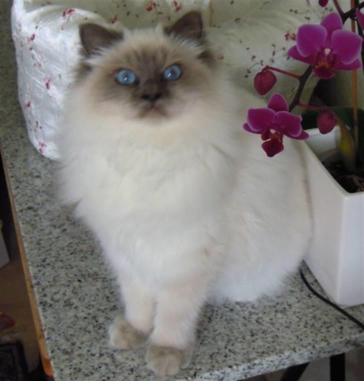 Hellig Birma Wehnert´s Sunrise  billede 1