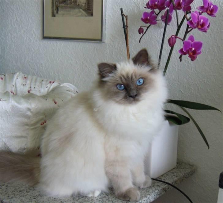 Hellig Birma Wehnert´s Sunrise  billede 2