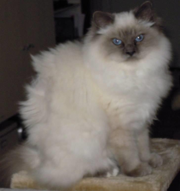 Hellig Birma Wehnert´s Sunrise  billede 3