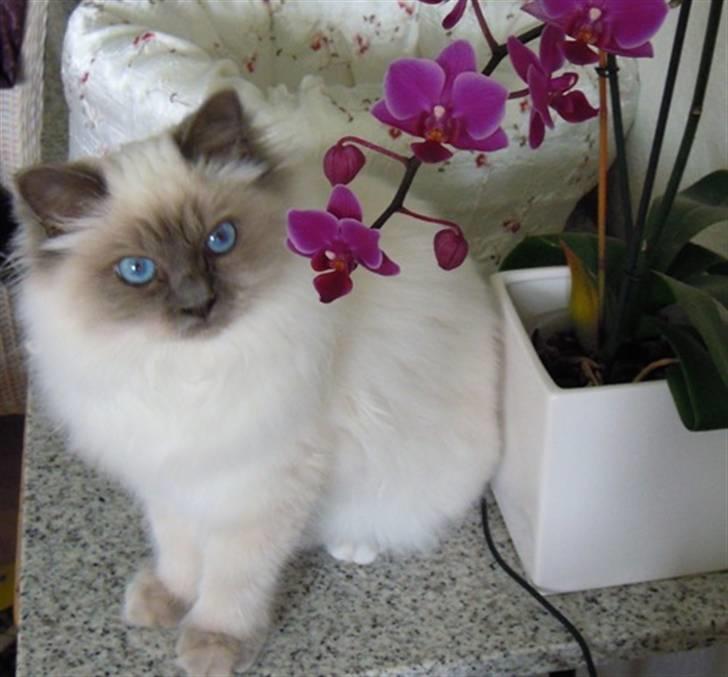 Hellig Birma Wehnert´s Sunrise  billede 4