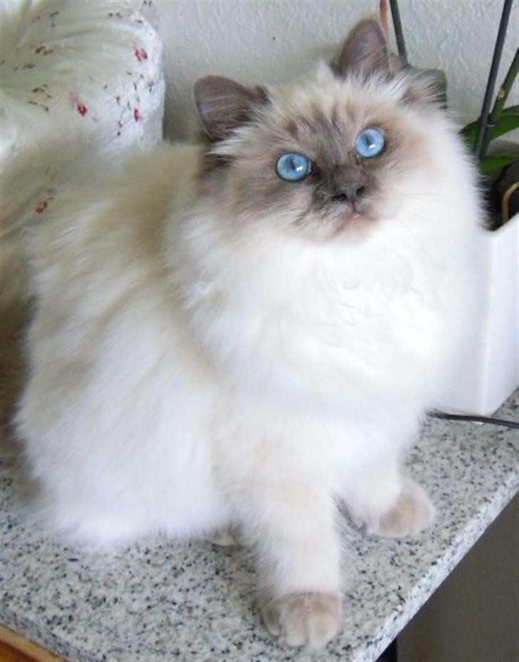 Hellig Birma Wehnert´s Sunrise  billede 5