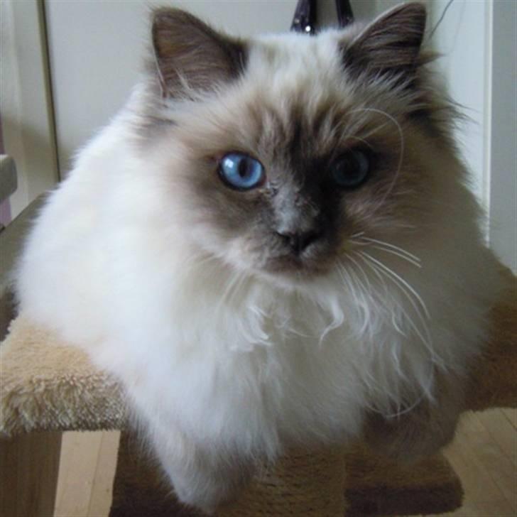 Hellig Birma Wehnert´s Sunrise  billede 6