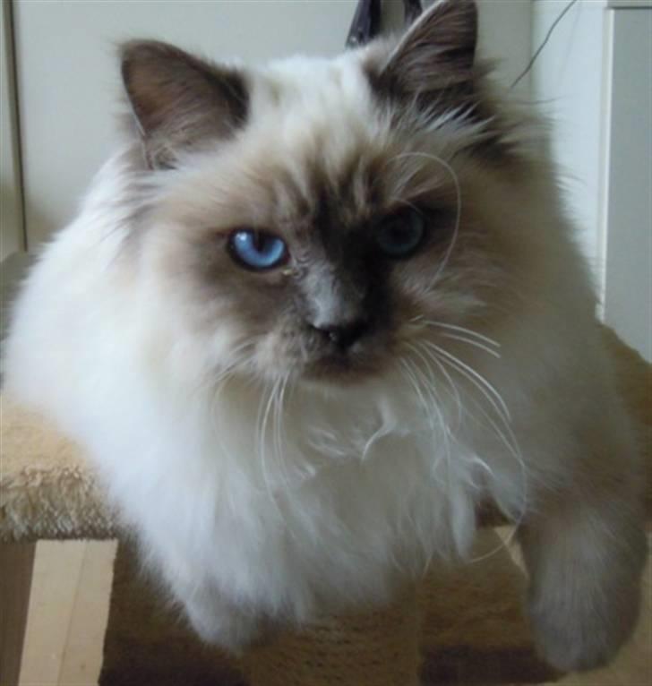 Hellig Birma Wehnert´s Sunrise  billede 7