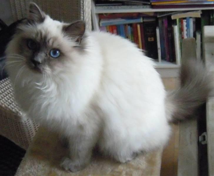 Hellig Birma Wehnert´s Sunrise  billede 8