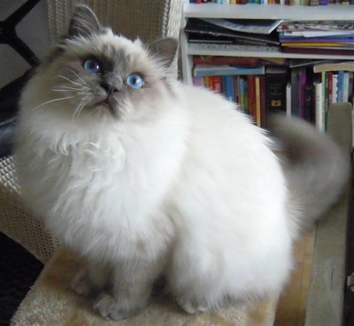 Hellig Birma Wehnert´s Sunrise  billede 9