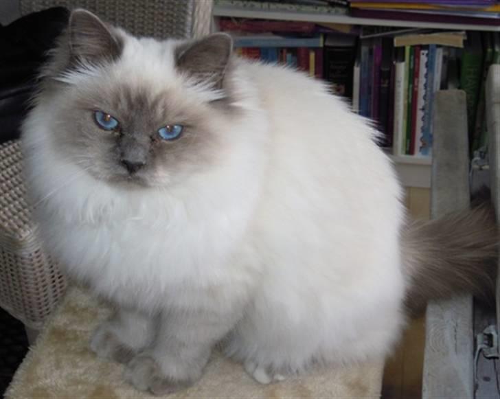 Hellig Birma Wehnert´s Sunrise  billede 10