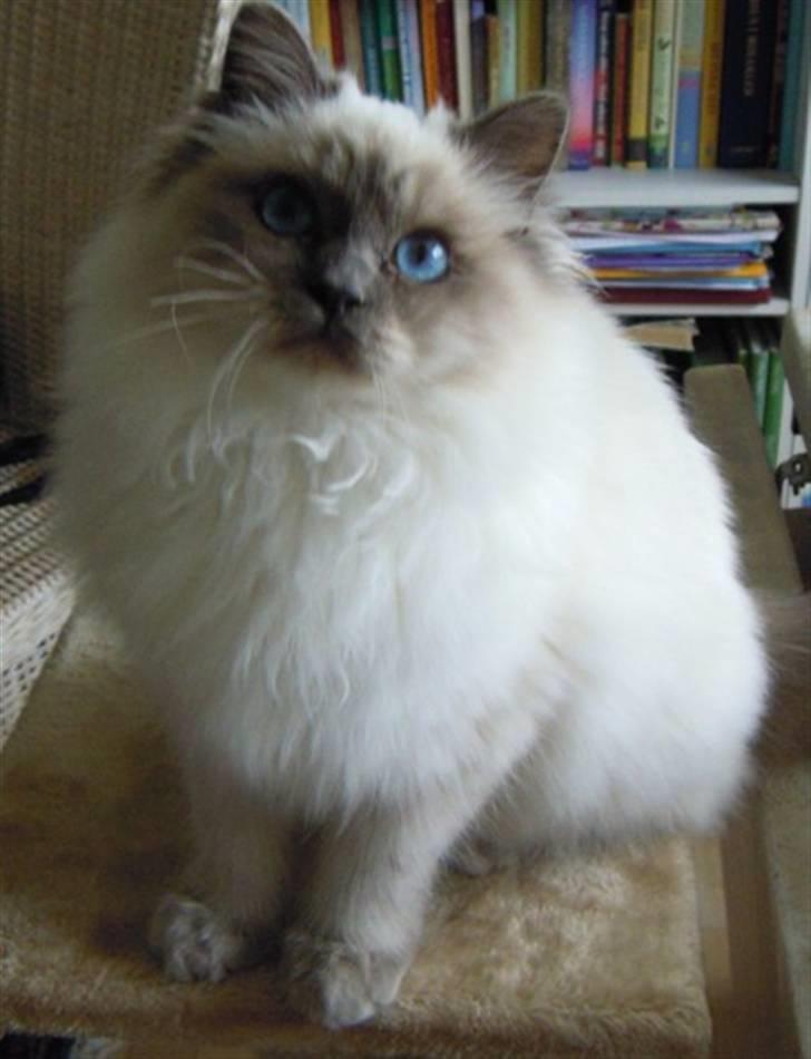 Hellig Birma Wehnert´s Sunrise  billede 11