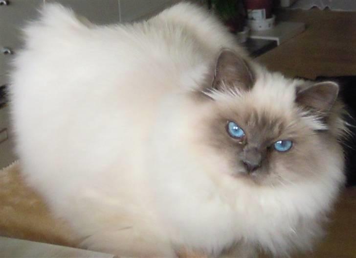 Hellig Birma Wehnert´s Sunrise  billede 12