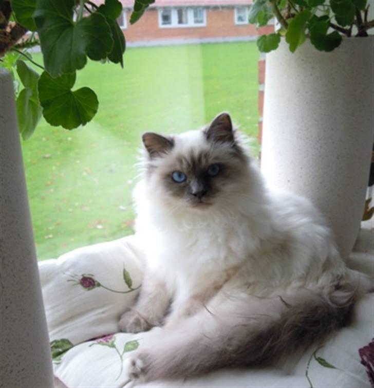 Hellig Birma Wehnert´s Sunrise  billede 13