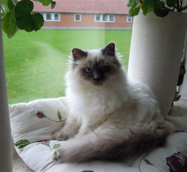 Hellig Birma Wehnert´s Sunrise  billede 14