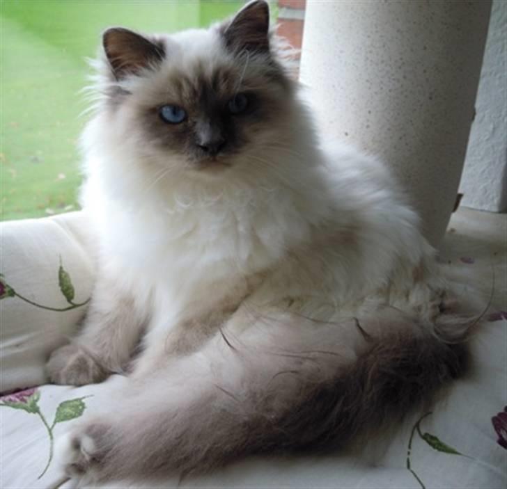 Hellig Birma Wehnert´s Sunrise  billede 15