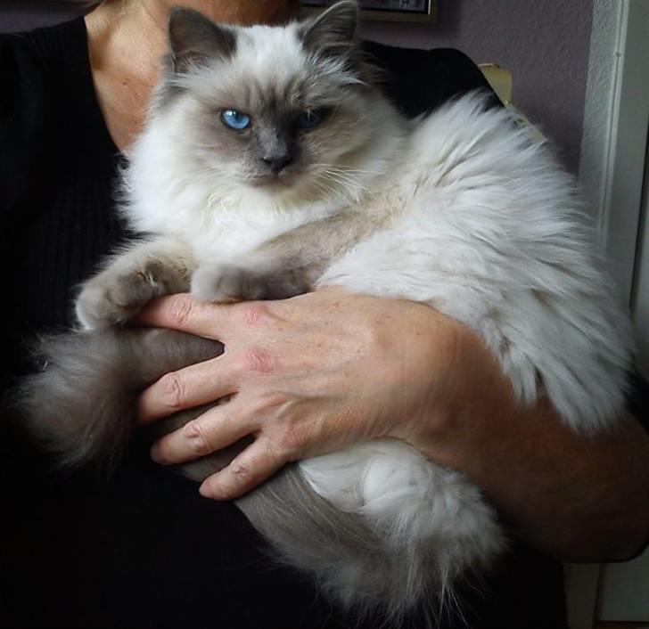 Hellig Birma Wehnert´s Sunrise  billede 16