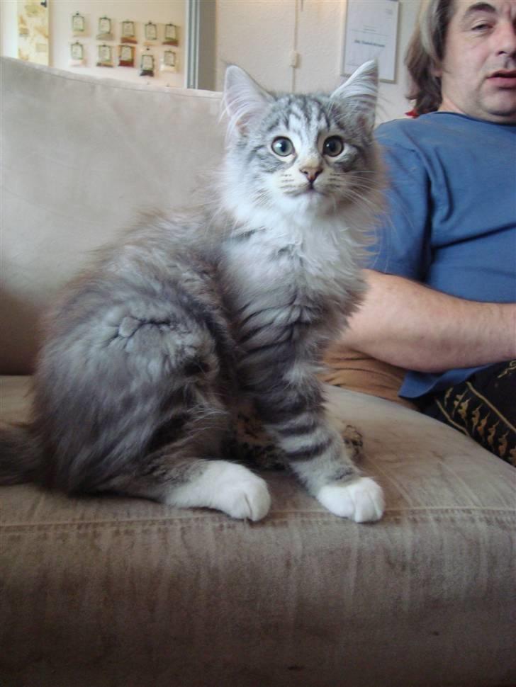 Norsk Skovkat †Darwin von der Bohlkate† billede 14